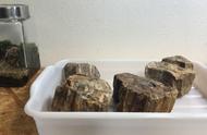 木化石鱼缸造景：一次创新的尝试