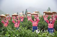 安徽舒城兰花谷开茶节盛大开幕：万佛山的秀美景色与古镇兰花的香气交织