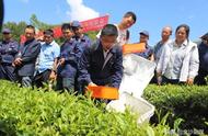 金沙：8万亩夏茶迎来机械化采摘，绿色产业持续繁荣