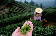 龙井茶的价格差异：几十元一斤与几万一斤，究竟有何不同？