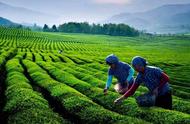 富硒茶叶种植技巧：如何提高产量的秘诀