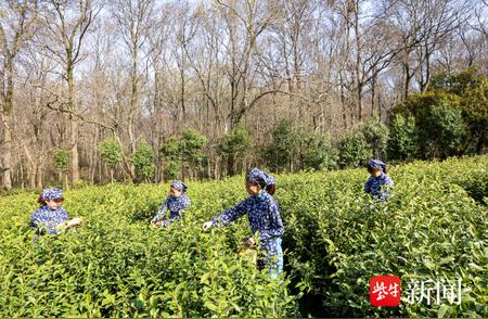 南京钟山雨花茶开采季节到来