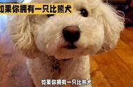 如何妥善照顾你的比熊犬？