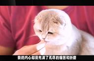 折耳猫：天使般的存在还是不推荐的宠物？