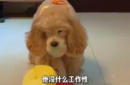 美国可卡犬：理想的宠物选择，但需精心照料#美卡