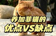 揭秘加菲猫的不为人知的优缺点