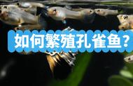 孔雀鱼繁殖全攻略：五个关键步骤