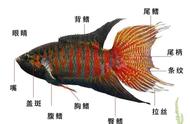 〖中国斗鱼〗国斗饲养指南：如何正确照顾你的宠物