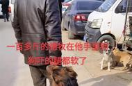 揭秘：德牧犬的买卖背后故事