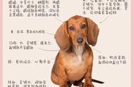 腊肠犬：可爱、独特，令人难以抗拒的小狗