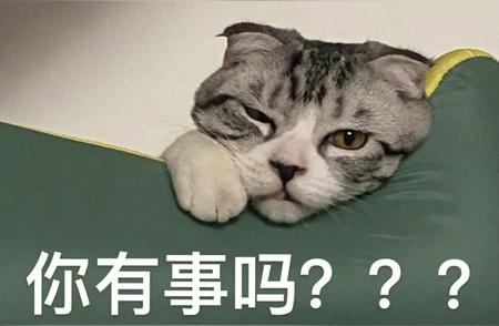 猫界最热门名字大盘点：你的猫咪重名了吗？