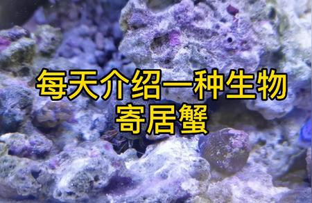 寄居蟹：每日一探海洋生物的魅力