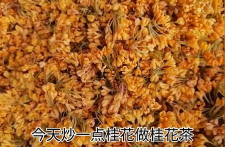 今日桂花盛开，自制桂花茶的正确方法