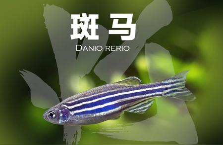 探索神秘生物：斑马鱼（Danio rerio）的奇妙世界