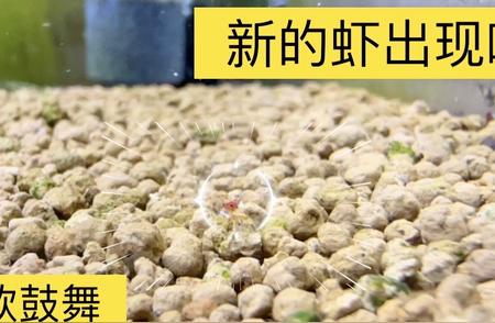 与小飞一同云端养殖新苏虾的喜悦时刻