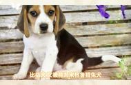 揭秘比格犬的独特性格与饲养技巧