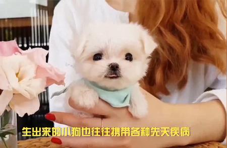 心疼又好奇！揭秘茶杯犬的高价来源