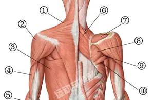 【看图识肌】探索肌肉奥秘，每日增长一点小知识（二）