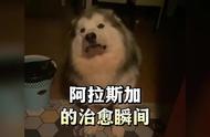 阿拉斯加犬的可爱魅力，无法抗拒的魅力展现！