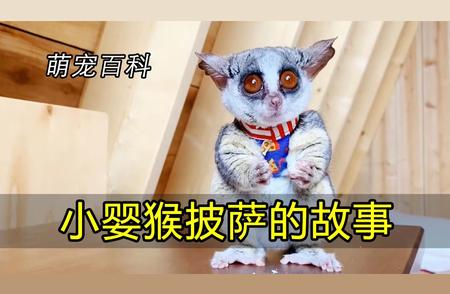 养猴子做宠物：独特体验与注意事项