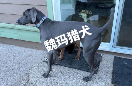 德国名犬魏玛猎犬：深入了解这一独特品种