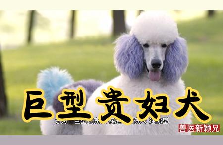 巨型贵妇犬的优雅身姿：深入了解这一独特犬种