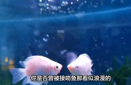 揭秘接吻鱼“接吻”背后的秘密