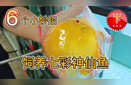 七彩神仙鱼寿命秘诀：掌握这些饲养技巧