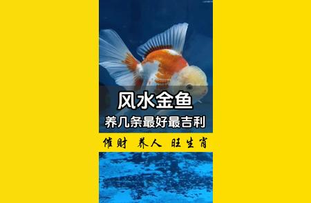 风水金鱼养殖：几条最吉利？你必须知道的事项！