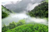 茶叶入门知识普及：特种绿茶——太平猴魁篇