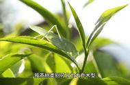 黄茶：六大茶类中的稀有品种