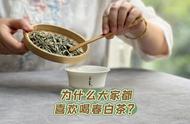 春茶为何如此受欢迎？揭秘春白茶的独特魅力