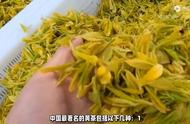 中国黄茶的十大佳品：君山银针引领风骚