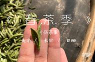 初学者必读：掌握白茶基础的五大要点