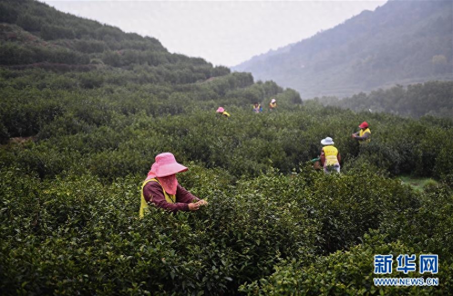 江苏洞庭山：碧螺春茶迎来采摘期