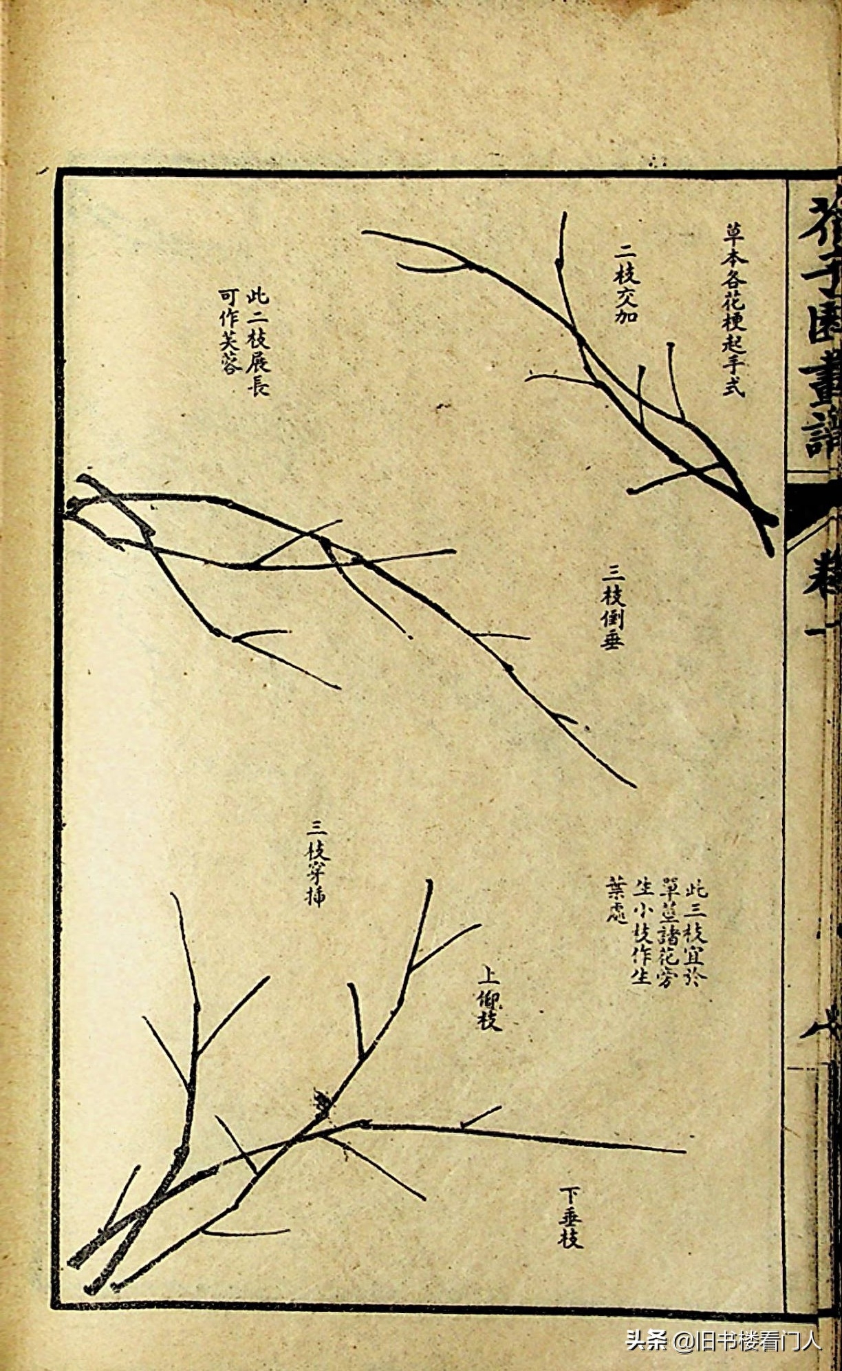 艺术类学画必修之书－《芥子园画谱·草虫花卉谱》