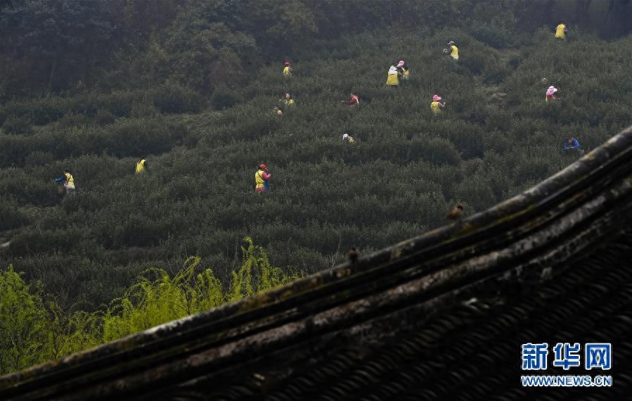 江苏洞庭山：碧螺春茶迎来采摘期