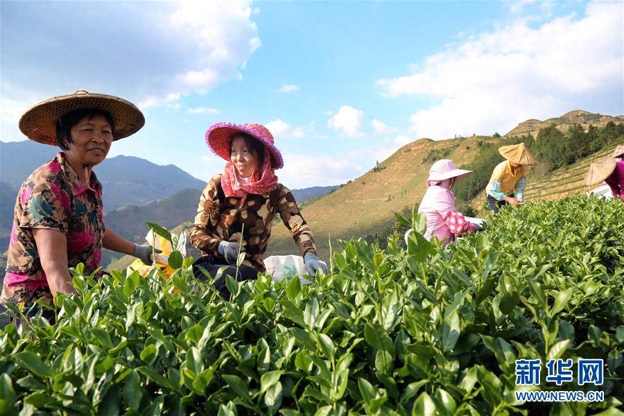 福建安溪：铁观音秋茶开采