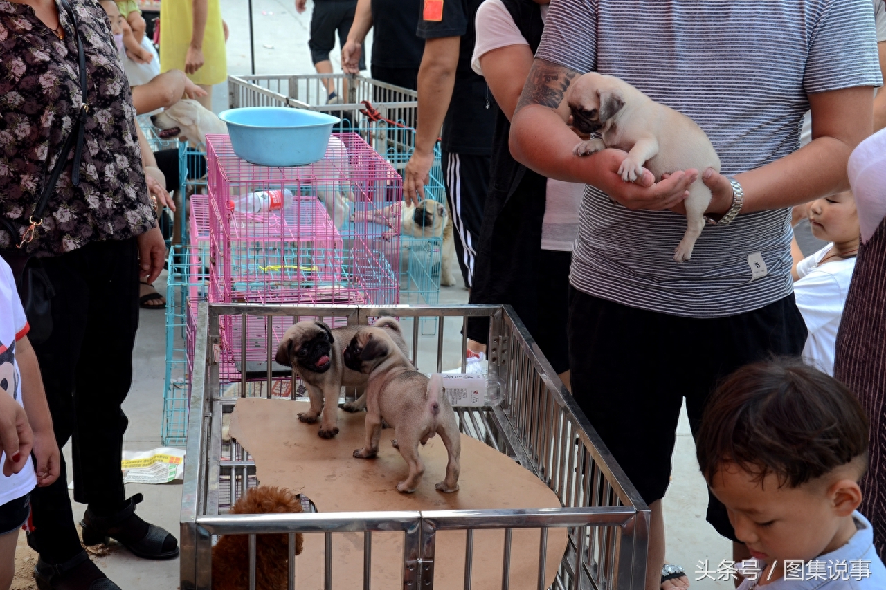 只因为两样东西，豫北大集如此热闹，巴哥犬只卖600元