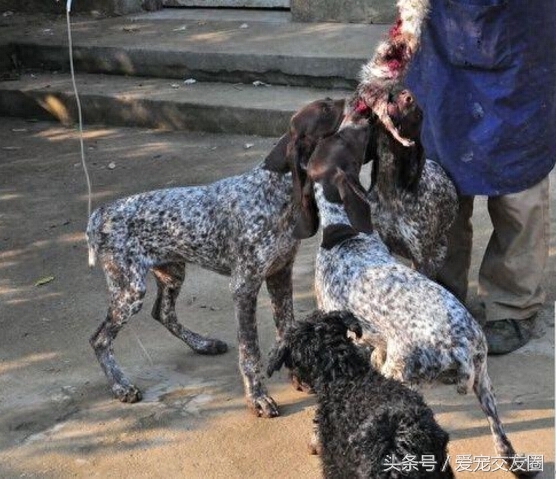 世界名犬，猎鸟犬中最古老的犬种，波音达猎犬